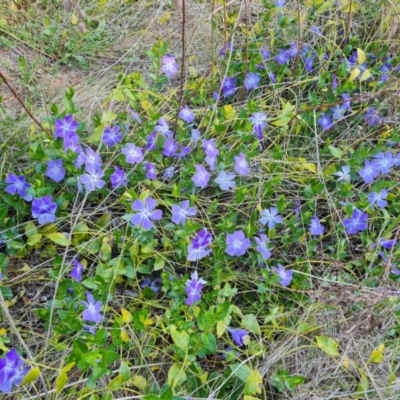 Vinca major (Blue Periwinkle) at Isaacs, ACT - 12 Sep 2023 by Mike