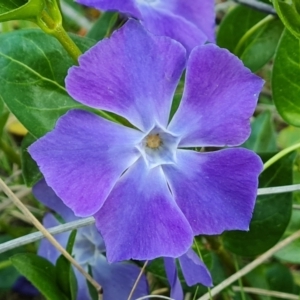 Vinca major at Isaacs, ACT - 12 Sep 2023 04:57 PM