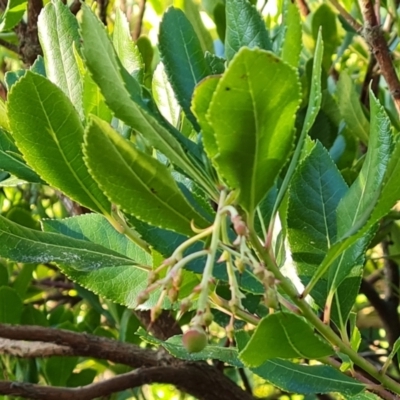 Arbutus unedo (Strawberry Tree) at Isaacs, ACT - 12 Sep 2023 by Mike