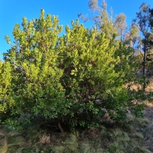 Arbutus unedo at Isaacs, ACT - 12 Sep 2023