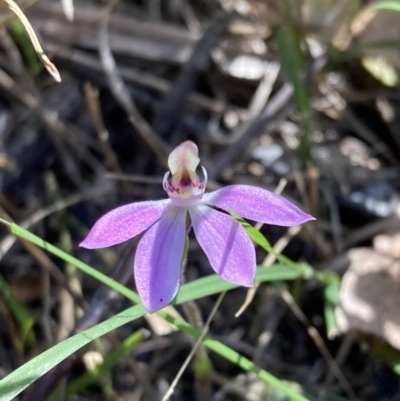 Caladenia carnea (Pink Fingers) at Wingan River, VIC - 12 Sep 2023 by AnneG1