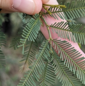 Acacia deanei subsp. paucijuga at Yenda, NSW - 8 Sep 2023