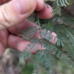 Acacia deanei subsp. paucijuga at Yenda, NSW - 8 Sep 2023