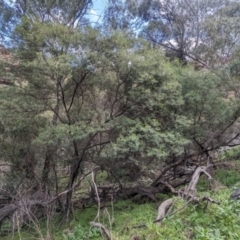 Acacia deanei subsp. paucijuga at Yenda, NSW - 8 Sep 2023