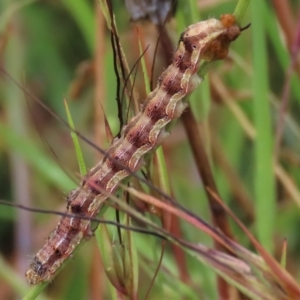 Helicoverpa armigera at Dry Plain, NSW - 29 Jan 2023