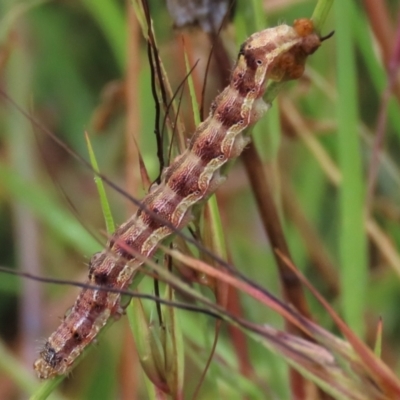 Helicoverpa armigera (Cotton bollworm, Corn earworm) at Dry Plain, NSW - 29 Jan 2023 by AndyRoo