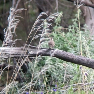 Pomatostomus superciliosus at Binya, NSW - 8 Sep 2023