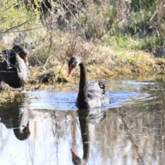 Cygnus atratus (Black Swan) at Jerrabomberra Wetlands - 12 Sep 2023 by JimL