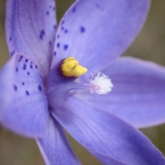 Thelymitra ixioides (Dotted Sun Orchid) at Wingan River, VIC - 12 Sep 2023 by AnneG1