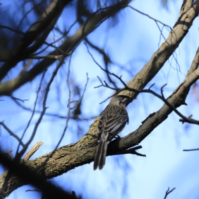 Anthochaera carunculata (Red Wattlebird) at Jerrabomberra Wetlands - 12 Sep 2023 by JimL