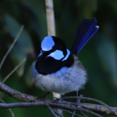 Malurus cyaneus (Superb Fairywren) at Jerrabomberra Wetlands - 12 Sep 2023 by JimL