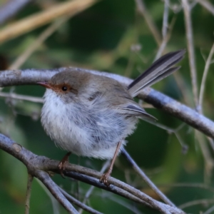 Malurus cyaneus at Fyshwick, ACT - 12 Sep 2023