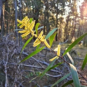 Acacia longifolia subsp. longifolia at Isaacs, ACT - 12 Sep 2023 05:06 PM