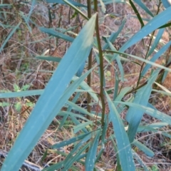 Acacia longifolia subsp. longifolia at Isaacs, ACT - 12 Sep 2023 05:06 PM