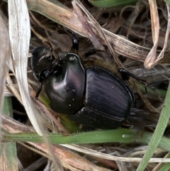 Onthophagus sp. (genus) at Molonglo, ACT - 12 Sep 2023 by SteveBorkowskis