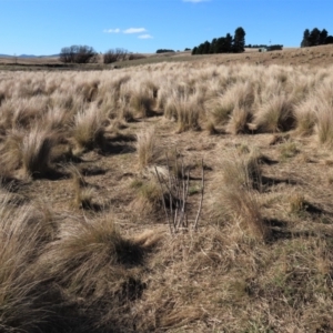 Poa sp. at Dry Plain, NSW - 19 May 2023