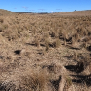 Poa sp. at Dry Plain, NSW - 19 May 2023