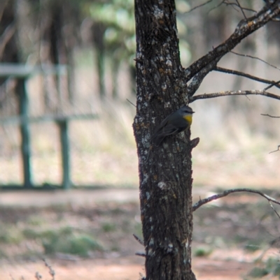 Eopsaltria australis (Eastern Yellow Robin) at Yenda, NSW - 8 Sep 2023 by Darcy