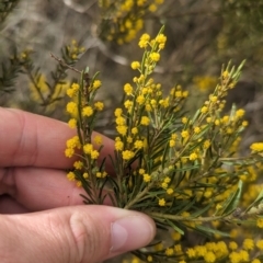 Acacia lineata (Streaked Wattle, Narrow Lined-leaved Acacia) at Rankins Springs, NSW - 8 Sep 2023 by Darcy