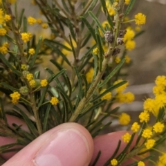 Acacia lineata at Rankins Springs, NSW - 8 Sep 2023