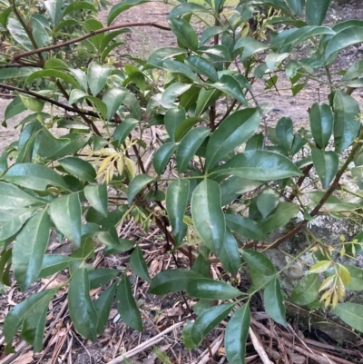Synoum glandulosum subsp. glandulosum (Scentless Rosewood) at Upper Kangaroo Valley, NSW - 12 Sep 2023 by Baronia