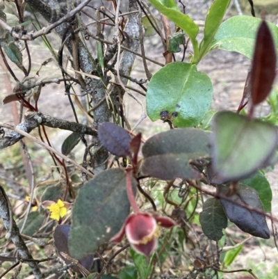 Hibbertia dentata (Twining Guinea Flower) at Upper Kangaroo Valley, NSW - 12 Sep 2023 by Baronia