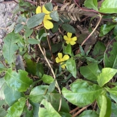 Unidentified Other Wildflower or Herb at Upper Kangaroo Valley, NSW - 12 Sep 2023 by Baronia