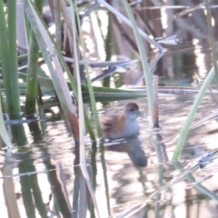 Zapornia pusilla (Baillon's Crake) at Coombs, ACT - 12 Sep 2023 by BenW