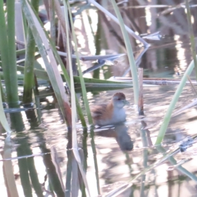 Zapornia pusilla (Baillon's Crake) at Coombs Ponds - 12 Sep 2023 by BenW