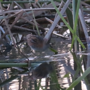 Zapornia pusilla at Coombs, ACT - 12 Sep 2023