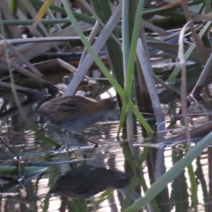 Zapornia pusilla at Coombs, ACT - 12 Sep 2023