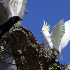 Cacatua galerita at Ainslie, ACT - 11 Sep 2023 11:02 AM