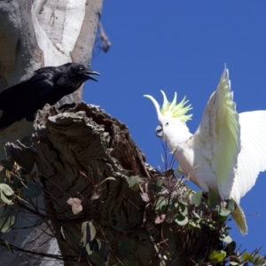 Cacatua galerita at Ainslie, ACT - 11 Sep 2023 11:02 AM