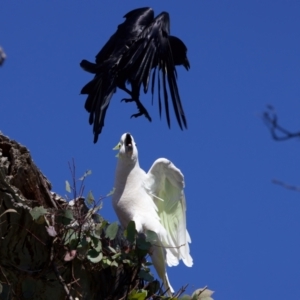 Cacatua galerita at Ainslie, ACT - 11 Sep 2023 11:02 AM