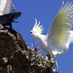 Cacatua galerita at Ainslie, ACT - 11 Sep 2023 11:02 AM