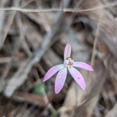 Caladenia fuscata (Dusky Fingers) at Boorga, NSW - 8 Sep 2023 by Darcy