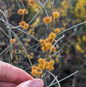 Acacia rigens at Boorga, NSW - 8 Sep 2023