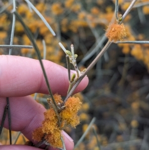 Acacia rigens at Boorga, NSW - 8 Sep 2023