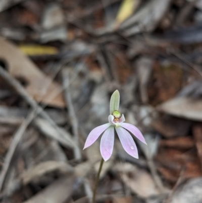 Caladenia fuscata (Dusky Fingers) at Boorga, NSW - 8 Sep 2023 by Darcy