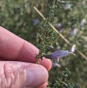 Prostanthera serpyllifolia subsp. microphylla at suppressed - 8 Sep 2023