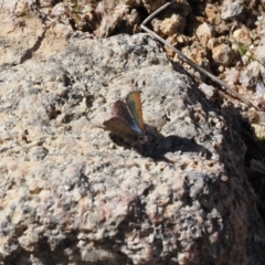 Paralucia spinifera (Bathurst or Purple Copper Butterfly) at Booth, ACT - 7 Sep 2023 by RAllen