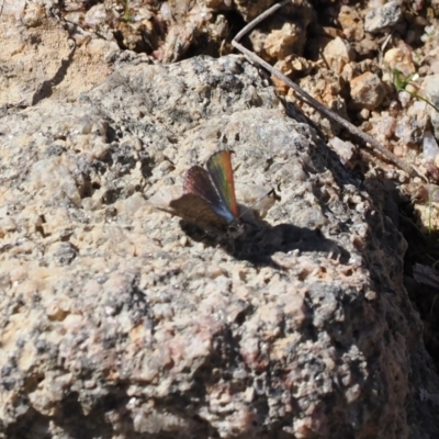 Paralucia crosbyi (Violet Copper Butterfly) at Booth, ACT - 7 Sep 2023 by RAllen