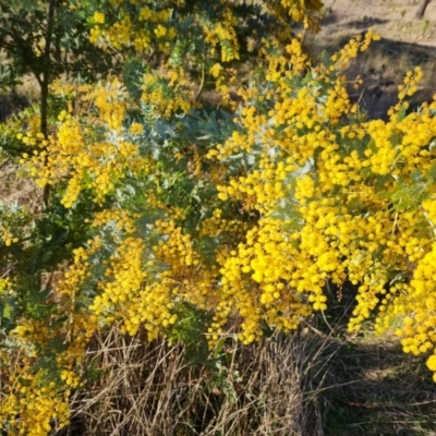 Acacia baileyana (Cootamundra Wattle, Golden Mimosa) at Jerrabomberra, ACT - 12 Sep 2023 by Mike