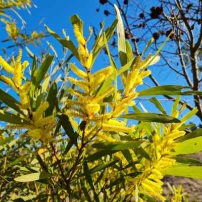 Acacia longifolia subsp. longifolia (Sydney Golden Wattle) at Jerrabomberra, ACT - 12 Sep 2023 by Mike