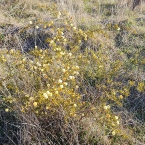 Acacia ulicifolia at Isaacs, ACT - 12 Sep 2023 04:30 PM