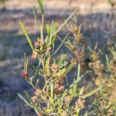 Dodonaea viscosa subsp. angustissima (Hop Bush) at Jerrabomberra, ACT - 14 Sep 2023 by Mike