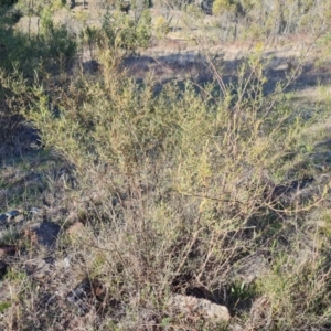 Dodonaea viscosa subsp. angustissima at Jerrabomberra, ACT - 14 Sep 2023 03:55 PM