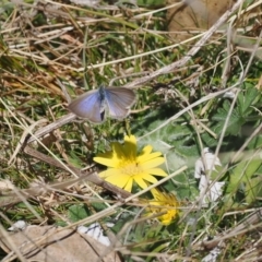 Zizina otis (Common Grass-Blue) at Booth, ACT - 7 Sep 2023 by RAllen