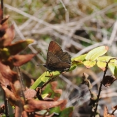 Paralucia spinifera (Bathurst or Purple Copper Butterfly) at Namadgi National Park - 7 Sep 2023 by RAllen