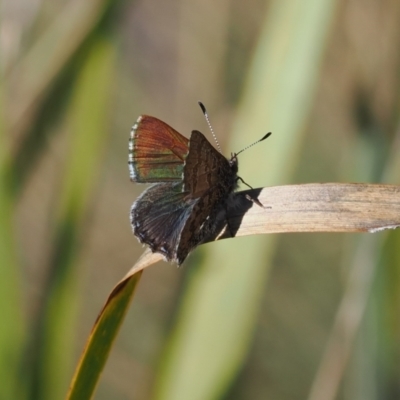 Paralucia crosbyi (Violet Copper Butterfly) at Booth, ACT - 7 Sep 2023 by RAllen